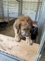 Pork-chop, a male Saint Berdoodle for sale in Three Rivers, CA – Photo 8 of 10