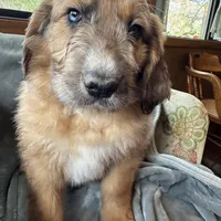 Pork-chop, a male Saint Berdoodle for sale in Three Rivers, CA – Photo 5 of 10