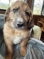 Pork-chop, a male Saint Berdoodle for sale in Three Rivers, CA – Photo 5 of 10