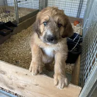 Pork-chop, a male Saint Berdoodle for sale in Three Rivers, CA – Photo 9 of 10