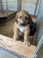 Pork-chop, a male Saint Berdoodle for sale in Three Rivers, CA – Photo 9 of 10