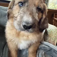 Pork-chop, a male Saint Berdoodle for sale in Three Rivers, CA – Photo 7 of 10