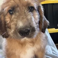 Pork-chop, a male Saint Berdoodle for sale in Three Rivers, CA – Photo 2 of 10