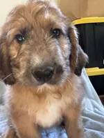 Pork-chop, a male Saint Berdoodle for sale in Three Rivers, CA – Photo 2 of 10