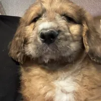 Pork-chop, a male Saint Berdoodle for sale in Three Rivers, CA – Photo 1 of 10