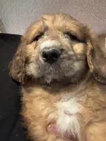 Pork-chop, a male Saint Berdoodle for sale in Three Rivers, CA – Photo 1 of 10