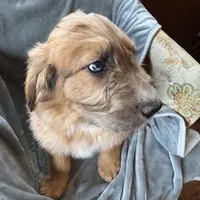 Pork-chop, a male Saint Berdoodle for sale in Three Rivers, CA – Photo 6 of 10