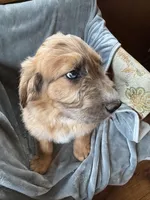 Pork-chop, a male Saint Berdoodle for sale in Three Rivers, CA – Photo 6 of 10