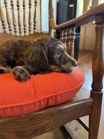 Luna, a female Bernedoodle and Poodle - Standard  for sale in Three Rivers, CA – Photo 5 of 10