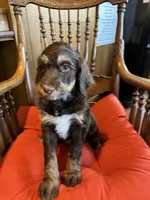 Luna, a female Bernedoodle and Poodle - Standard  for sale in Three Rivers, CA – Photo 3 of 10