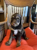 Luna, a female Bernedoodle and Poodle - Standard  for sale in Three Rivers, CA – Photo 4 of 10