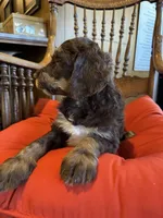 Luna, a female Bernedoodle and Poodle - Standard  for sale in Three Rivers, CA – Photo 1 of 10