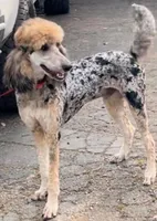 Luna, a female Bernedoodle and Poodle - Standard  for sale in Three Rivers, CA – Photo 8 of 10