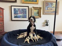 Luna, a female Bernedoodle and Poodle - Standard  for sale in Three Rivers, CA – Photo 10 of 10