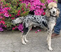 Luna, a female Bernedoodle and Poodle - Standard  for sale in Three Rivers, CA – Photo 9 of 10