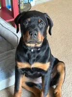 Piper, a female Rottweiler for sale in Oakhurst, CA – Photo 2 of 7