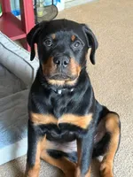 Piper, a female Rottweiler for sale in Oakhurst, CA – Photo 6 of 7