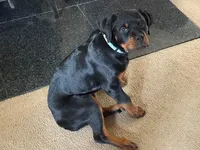 Piper, a female Rottweiler for sale in Oakhurst, CA – Photo 7 of 7