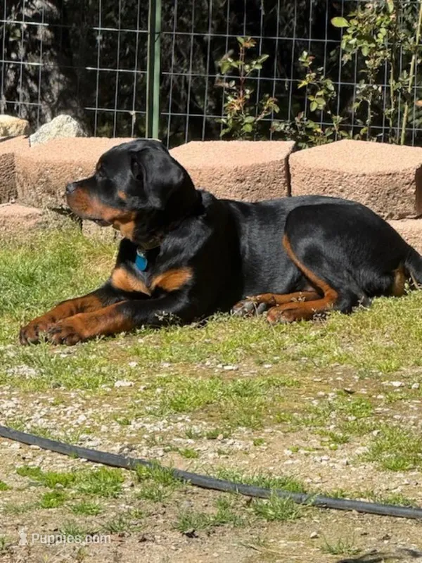 Piper – Rottweiler puppy for sale in Oakhurst, CA