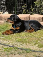 Piper, a female Rottweiler for sale in Oakhurst, CA – Photo 1 of 7
