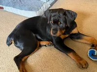 Piper, a female Rottweiler for sale in Oakhurst, CA – Photo 3 of 7