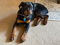 Piper, a female Rottweiler for sale in Oakhurst, CA – Photo 4 of 7