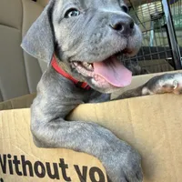 Cash , a female Cane Corso for sale in Pasadena, CA – 2 of 3