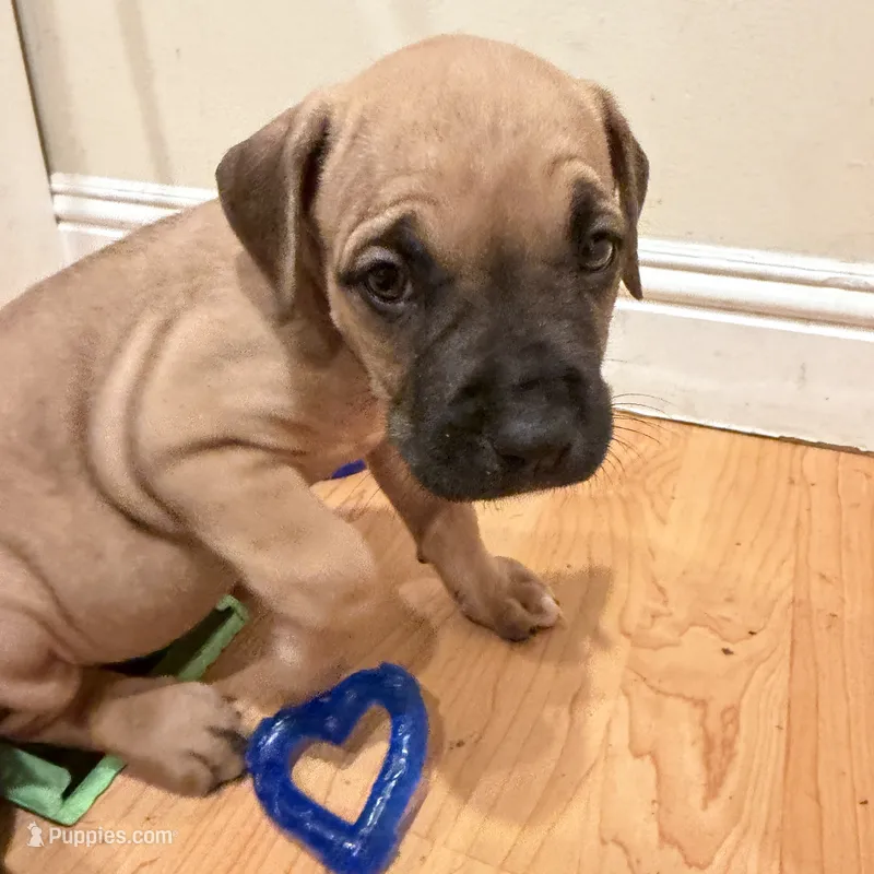 Axel – Cane Corso puppy for sale in Pasadena, CA