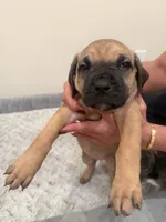 Axel, a male Cane Corso for sale in Pasadena, CA – 3 of 3