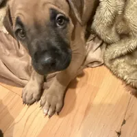Axel, a male Cane Corso for sale in Pasadena, CA – 2 of 3