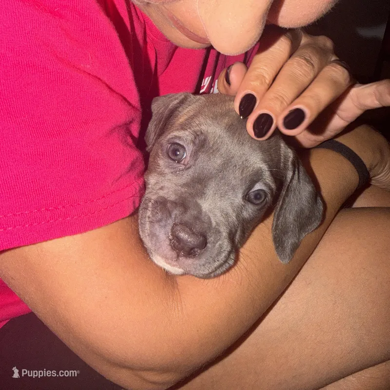 Cash  – Cane Corso puppy for sale in Pasadena, CA