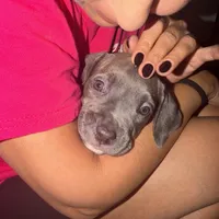 Cash , a female Cane Corso for sale in Pasadena, CA – 1 of 3