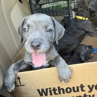 Cash , a female Cane Corso for sale in Pasadena, CA – 3 of 3
