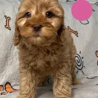 processed/b4ee585b-0df8-4813-a1a9-cee6c0050e0d/facility/ead98abb-7ab5-4ce8-9bc4-bed453e22b22