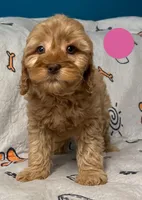 processed/b4ee585b-0df8-4813-a1a9-cee6c0050e0d/facility/ead98abb-7ab5-4ce8-9bc4-bed453e22b22