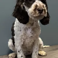 Darla , a female Australian Labradoodle for sale in Howell, MI – Photo 6 of 10