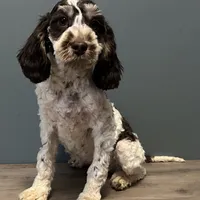 Darla , a female Australian Labradoodle for sale in Howell, MI – Photo 1 of 10