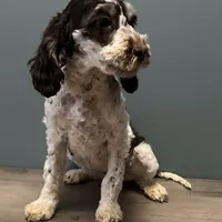 Darla , a female Australian Labradoodle for sale in Howell, MI – Photo 8 of 10