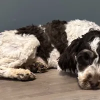 Darla , a female Australian Labradoodle for sale in Howell, MI – Photo 2 of 10