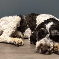 Darla , a female Australian Labradoodle for sale in Howell, MI – Photo 5 of 10