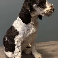 Darla , a female Australian Labradoodle for sale in Howell, MI – Photo 7 of 10