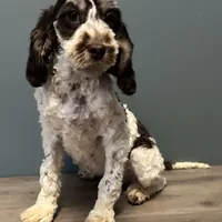 Darla , a female Australian Labradoodle for sale in Howell, MI – Photo 10 of 10