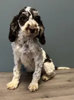 processed/b4ee585b-0df8-4813-a1a9-cee6c0050e0d/listing/06b9bac9-8f45-447c-9e08-bd528835a79d/6236c118-7459-43ce-be30-6b427d9538ad