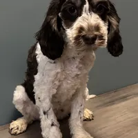 Darla , a female Australian Labradoodle for sale in Howell, MI – Photo 3 of 10