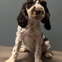 Darla , a female Australian Labradoodle for sale in Howell, MI – Photo 4 of 10