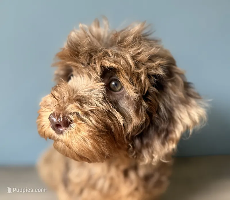 Cookie – Australian Labradoodle puppy for sale in Howell, MI