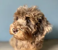Cookie, a female Australian Labradoodle for sale in Howell, MI – 1 of 6