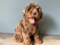 Cookie, a female Australian Labradoodle for sale in Howell, MI – 3 of 6