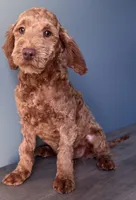 processed/b4ee585b-0df8-4813-a1a9-cee6c0050e0d/listing/1630169d-dbb4-4aad-8379-d790f446aee5/4b92596e-5a42-4e1c-8b4e-0f7661cc1155