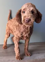 processed/b4ee585b-0df8-4813-a1a9-cee6c0050e0d/listing/1630169d-dbb4-4aad-8379-d790f446aee5/8da6c9c2-8071-4ba6-9425-556c3b03bbdb